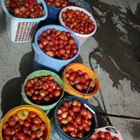 گوجه ربی و گیلاسی