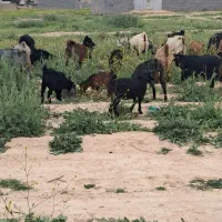 بز کهره دار