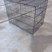 فقس پرنده