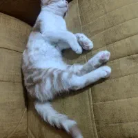 گربه‌نژاددار۳ونیم‌ماهه