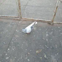 کبوتر خوشگل