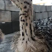 جوجه شتر مرغ