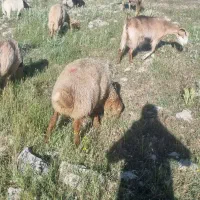 بره|حیوانات مزرعه|اسلام‌‌آباد غرب, |دیوار