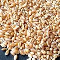 گندم جو
