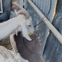 بز وکهره