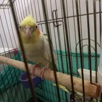 عروس هلندی