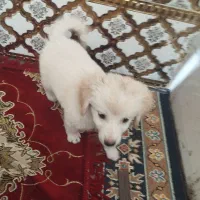 سگ خونگی بی صدا