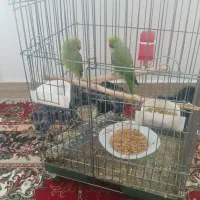 فروش جفت ملنگو