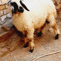 گوسفند‌یا‌بره‌‌