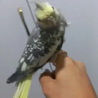 برافروش