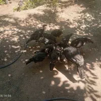 بوقلمون نر