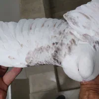جوجه چند پری