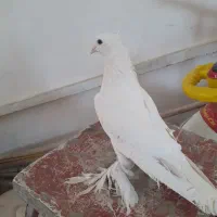 کبوتر یاهو اصل