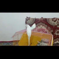 طوطی