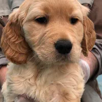 سگ گلدن رتریور حرفه ای از نسل وارداتی کیفیا بالا