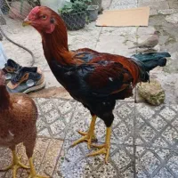 خروس جوان لاری اصیل