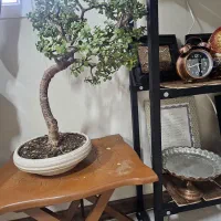 بنسای خرفه