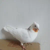 کفتر پرشی.