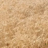 گندم سالار مادری کیلوی 60هزارتومان دوازده تن