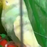 مرغ عشق ماده رینبو ضمانت