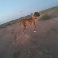 واگذاری سگ