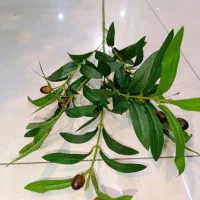 شاخه زیتون مصنوعی خارجی