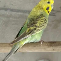 جفت مرغ عشق رینبو مولد (روانسر)