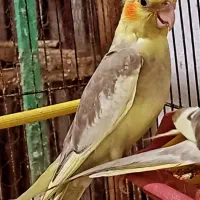 جوجه عروس تازه دونخور تماس درخدمتم