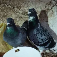 کبوتر دوبر