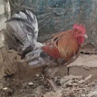 خروس