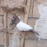 کفتر ۲۳۰
