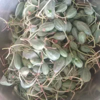 هندوانه ابوجهل