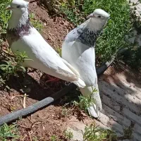 یه جفت طوقی