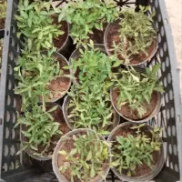 نشا گوجه فروشی