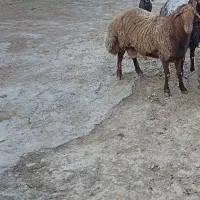 قوچ کردی