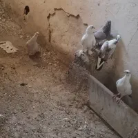 جوجه کفتر