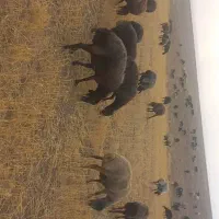میش سیاه کبود