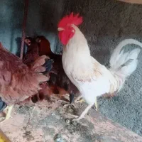 مرغ و خروس محلی