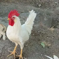 خروس زرنگ در آچاچی