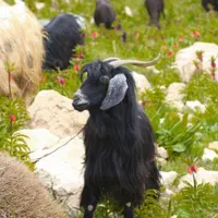 وزن دقیق باسکول دیجیتالی به شرط انواع دام|حیوانات مزرعه|تهران, پاسداران|دیوار