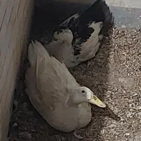 فروش ۲ عدد اردک