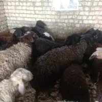 تعداد ۱۰عدد میش جوان و تعدادی بره به فروش میرسد