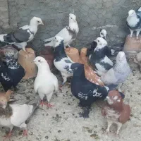 کبوتر تهرانی پرشی طوقی شازده ای پلاکی دمگیر دوکتی