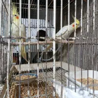عروس هلندی مولد