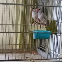 فنج نرگسی شکلاتی معاوضه با قناری