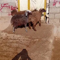 ۳بره۱بزغاله