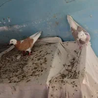 کبوتر شازده و دو کت