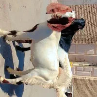 2عدد بز نر