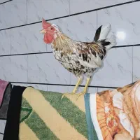 خروس