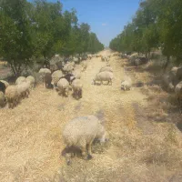 نیازمند به‌یک کارگر برای پرواربندی و کشاورزی
